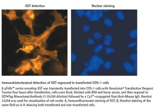 GST&#8226;Tag Monoclonal Antibody Novagen&#174;