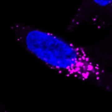 BioTracker NIR633 Lysosome Dye Live cell imaging dye for acidic cellular organelles such as lysosomes.