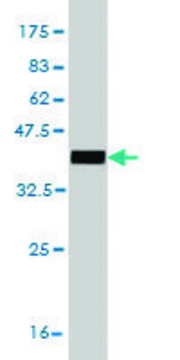 Monoclonal Anti-EPM2AIP1 antibody produced in mouse clone 3H7, purified immunoglobulin, buffered aqueous solution