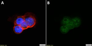 Anti-BRCC3 Antibody, clone 2M19 ZooMAb® Rabbit Monoclonal recombinant, expressed in HEK 293 cells