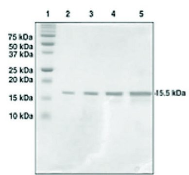 Histone H3 (1-136) human recombinant, expressed in E. coli, &#8805;95% (SDS-PAGE)