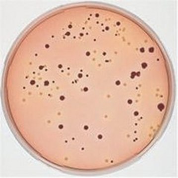 麦康凯山梨醇琼脂 NutriSelect&#174; Plus, suitable for microbiology