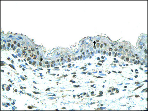 Anti-SMAD1 (AB2) antibody produced in rabbit IgG fraction of antiserum