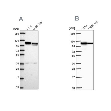 Anti-AP1B1 antibody produced in rabbit Prestige Antibodies&#174; Powered by Atlas Antibodies, affinity isolated antibody