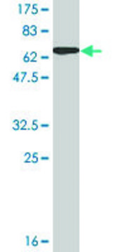 Monoclonal Anti-PRSS8 antibody produced in mouse clone 3C4, ascites fluid