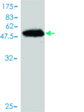 Monoclonal Anti-SNX10 antibody produced in mouse clone 1G5, purified immunoglobulin, buffered aqueous solution