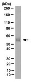 Anti-Tau Antibody, clone TNT-2 clone TNT-2, from mouse