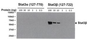 抗 -Stat3b抗体（克隆516 G10H9） clone 516 G10H9, from mouse