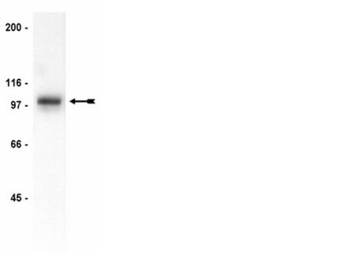 Anti-Gab1 Antibody, CT Upstate&#174;, from rabbit