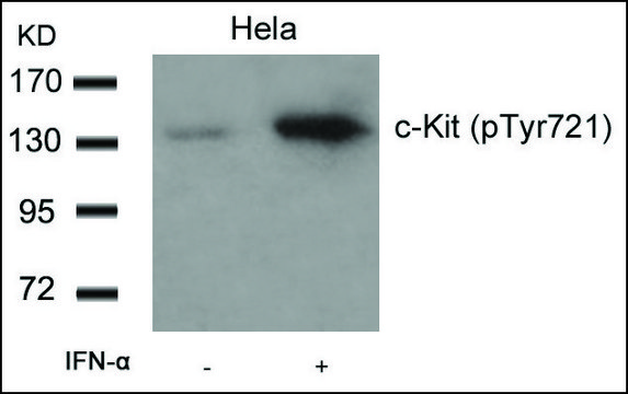 Anti-phospho-KIT (pTyr721) antibody produced in rabbit affinity isolated antibody