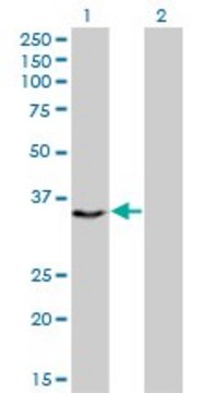 Monoclonal Anti-CENPH antibody produced in mouse clone 1F7, purified immunoglobulin, buffered aqueous solution