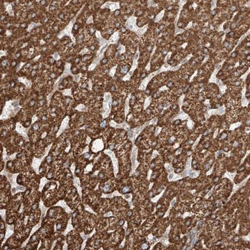 Anti-CEP162 antibody produced in rabbit Prestige Antibodies&#174; Powered by Atlas Antibodies, affinity isolated antibody, buffered aqueous glycerol solution, ab4