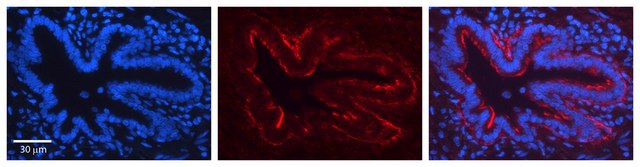 Anti-JAG2 antibody produced in rabbit affinity isolated antibody