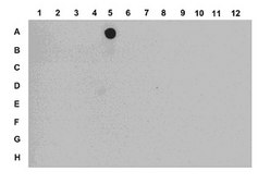 Anti-dimethyl Histone H3 (Lys4) Antibody from rabbit, purified by affinity chromatography