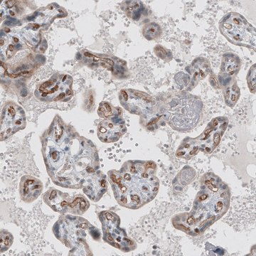 Monoclonal Anti-ADGRL4 antibody produced in mouse Prestige Antibodies&#174; Powered by Atlas Antibodies, clone CL4164, purified immunoglobulin