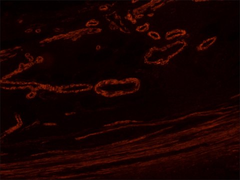 Anti-Mouse IgG (Fab specific)–TRITC antibody produced in goat affinity isolated antibody, buffered aqueous solution