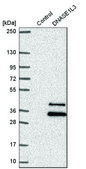 Anti-DNASE1L3 antibody produced in rabbit Prestige Antibodies® Powered by Atlas Antibodies, affinity isolated antibody, buffered aqueous glycerol solution