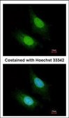 Anti-ZC3H12A antibody produced in rabbit affinity isolated antibody, buffered aqueous solution