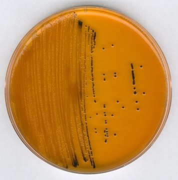 GranuCult&#174; plus Deoxycholate Hydrogen sulfide Lactose Agar acc. SAKAZAKI