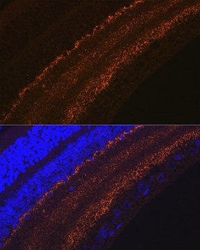 Anti-GAP43 antibody produced in rabbit