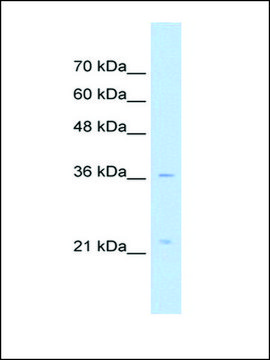 Anti-LAPTM4A antibody produced in rabbit IgG fraction of antiserum