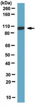 Anti-Dynamin-2 Antibody serum, from rabbit