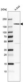 Anti-FNDC3B antibody produced in rabbit Prestige Antibodies® Powered by Atlas Antibodies, affinity isolated antibody, buffered aqueous glycerol solution