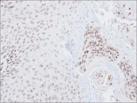 Anti-NFE2L2 antibody produced in rabbit