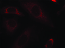 Anti-PTPN11 (Ab-542) antibody produced in rabbit affinity isolated antibody