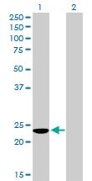 Anti-COMMD3 antibody produced in mouse purified immunoglobulin, buffered aqueous solution