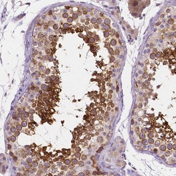 Anti-SSSCA1 antibody produced in rabbit Prestige Antibodies&#174; Powered by Atlas Antibodies, affinity isolated antibody