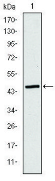 Monoclonal Anti-APOB antibody produced in mouse clone 6G6, ascites fluid