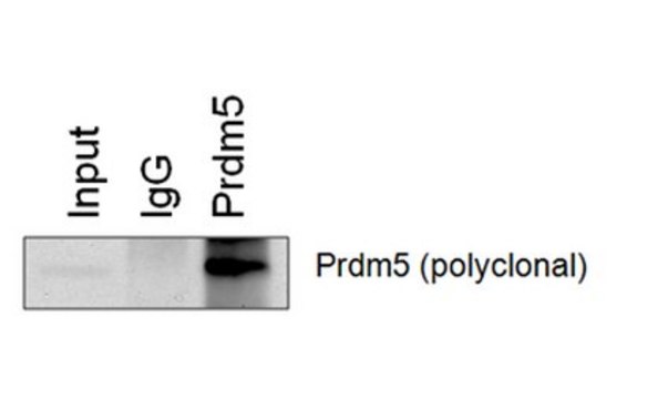 Anti-PRDM5 Antibody clone 57-20, from mouse