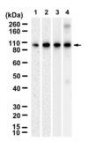 Anti-Dynamin I Antibody, clone 2N9 ZooMAb® Rabbit Monoclonal recombinant, expressed in HEK 293 cells