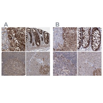 Anti-GRSF1 antibody produced in rabbit Prestige Antibodies&#174; Powered by Atlas Antibodies, affinity isolated antibody, buffered aqueous glycerol solution