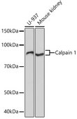 Anti-Calpain 1 Antibody, clone 10E6O5, Rabbit Monoclonal