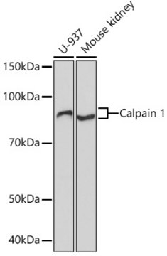 Anti-Calpain 1 Antibody, clone 10E6O5, Rabbit Monoclonal