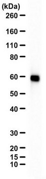 Anti-MARCO from rabbit, purified by affinity chromatography