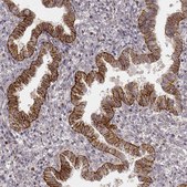Monoclonal Anti-GORASP2 antibody produced in mouse Prestige Antibodies® Powered by Atlas Antibodies, clone CL2610, purified immunoglobulin, buffered aqueous glycerol solution