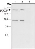 Anti-IQGAP1 (C-terminal region) antibody produced in rabbit ~1.5 mg/mL, affinity isolated antibody