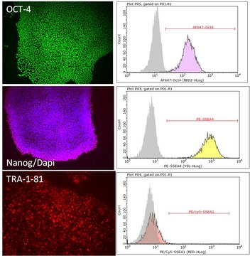 PluriSTEM-XF&#174; 人ES/iPS细胞培养基 PluriSTEM-XF Human ES/iPS Medium is a complete xeno-free medium formulation for the feeder-free culture of human ES and iPS cells.