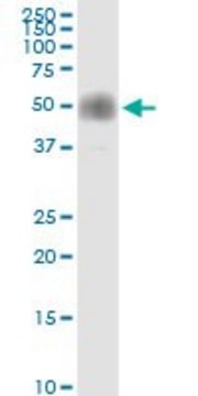 Anti-CD2 antibody produced in rabbit purified immunoglobulin, buffered aqueous solution