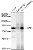 Anti-IKZF3 Antibody, clone 4U7F9, Rabbit Monoclonal