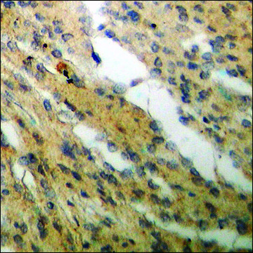 Anti-phospho-Cyclin C (pSer275) antibody produced in rabbit affinity isolated antibody