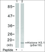Anti-phospho-HIST1H3D (pSer10) antibody produced in rabbit affinity isolated antibody
