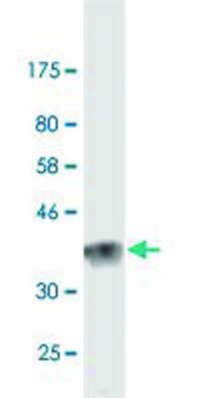 Monoclonal Anti-LAMA2, (C-terminal) antibody produced in mouse clone 1A7, purified immunoglobulin, buffered aqueous solution