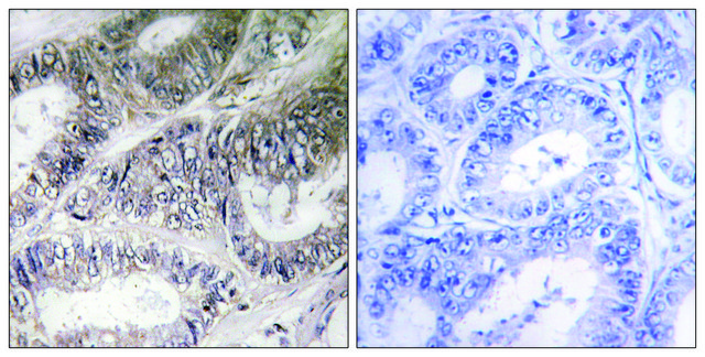 Anti-COX19 antibody produced in rabbit affinity isolated antibody