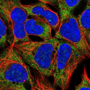 Anti-RPL19 antibody produced in rabbit Prestige Antibodies&#174; Powered by Atlas Antibodies, affinity isolated antibody