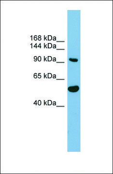 Anti-MAP7D1, (N-terminal) antibody produced in rabbit affinity isolated antibody