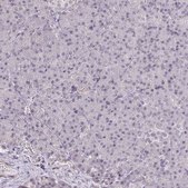 Anti-GPC5 antibody produced in rabbit Prestige Antibodies® Powered by Atlas Antibodies, affinity isolated antibody, buffered aqueous glycerol solution